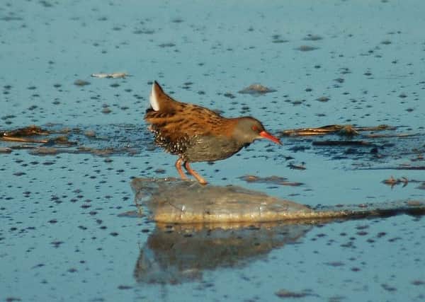 Water rails are the most predatory member of the rail family and will hunt other birds.