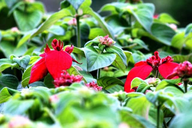 SEEING RED: Poinsettia in the wild.