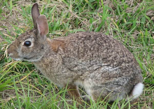 There are an estimated 40 million wild rabbits in Britain.