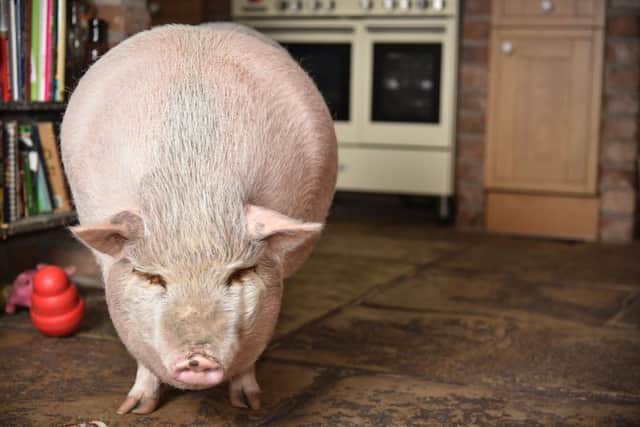 Savvi the 15st pig is depressed after his lifelong companion Skye the dog died. Picture: Ross Parry Agency