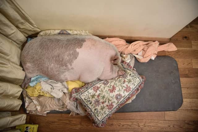 Savvi the 15st pig is depressed after his lifelong companion Skye the dog died. Picture: Ross Parry Agency