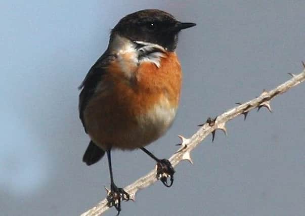 Stonechats can usually clearly be seen perching on top of reeds or bushes flicking their wings and tails.