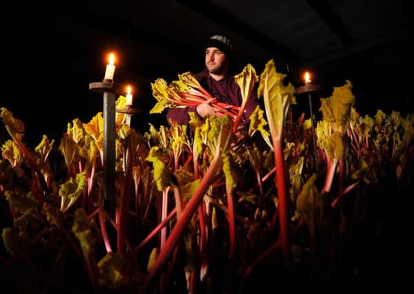 Yorkshire Forced Rhubarb has Protected Designation of Origin status under the European Union's Protected Food Names scheme.    Picture: Simon Hulme