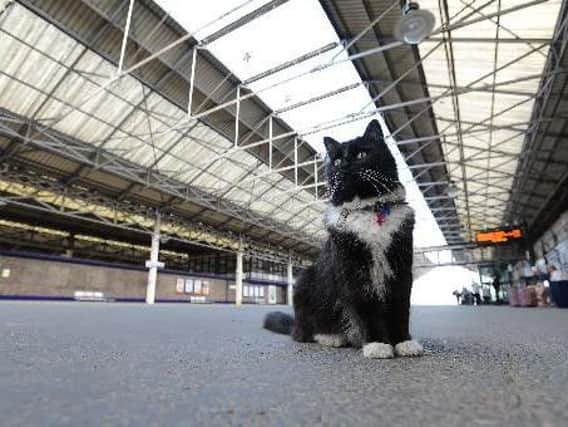 Felix the Huddersfield Station cat