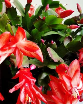 HAPPY CHRISTMAS: Schlumbergera brings a splash of colour to winter.