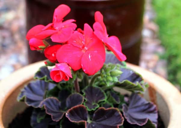 GONE TO POT: Growing flowers in containers could be the future for many gardeners.