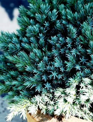 SMALL WONDER: Juniperus squamata Blue Star.