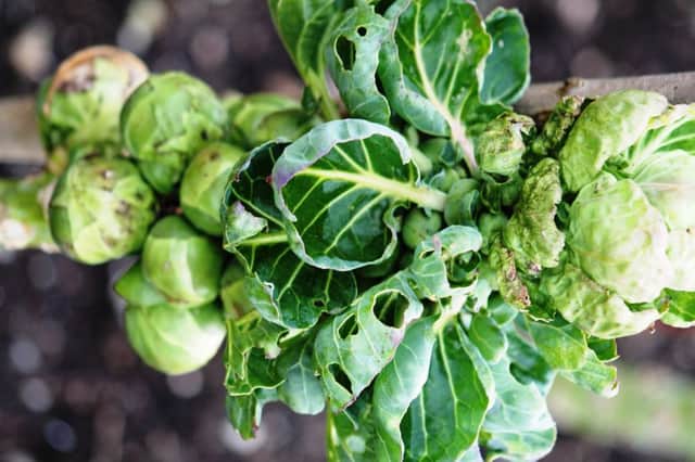 COLD COMFORT: Frost enhances the flavour of sprouts.