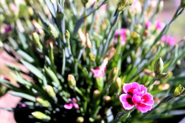 IN THE PINK: Dianthus can bloom whatever the weather.