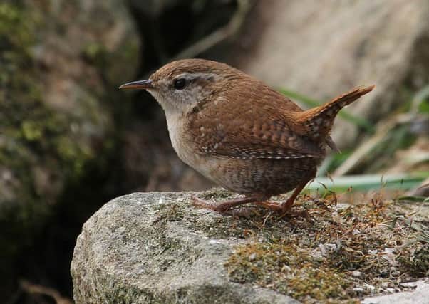 The wren is widely known as the jenny wren in Yorkshire.