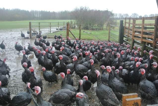 The Christmas poultry processing season began in the third week of November, meaning seasonal sales are unaffected by the new avian flu restrictions, said the NFU's James Mills.