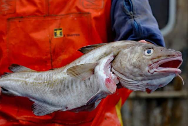 Caught Cod Fish Cod to be caught in greater numbers thanks to new North Sea deal