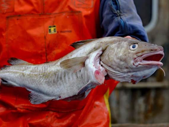 A fisherman holding a freshly caught cod, as chip shop favourites such as cod, haddock and sole can be caught in greater numbers in UK waters after ministers secured a new deal. (Photo: PA)