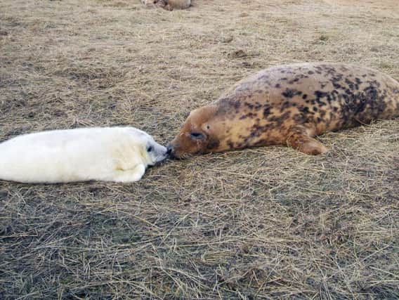 Sandy the seal and her new pup at Donna Nook