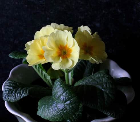 MELLOW YELLOW: The delightful primrose loves the great outdoors but also makes a wonderful houseplant.