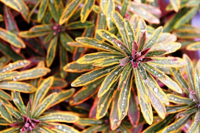 HAPPY NEW YEAR: A garden euphorbia pictured this week.