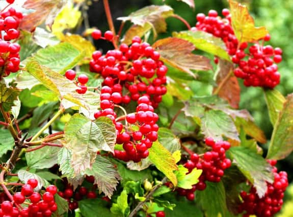 HOME AND DRY: Viburnum opulus can tolerate heavy, damp ground.