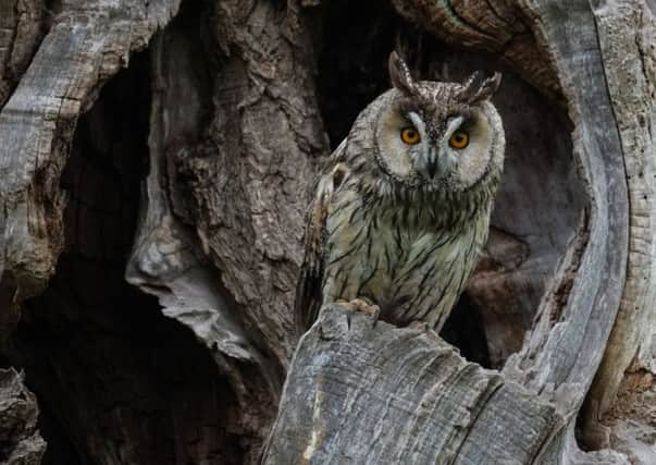A long-eared owl, which can be difficult to spot thanks to its superb camouflage.