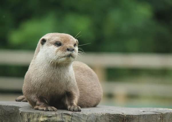 An otter has been making occasional visits to Rodley Nature Reserve.