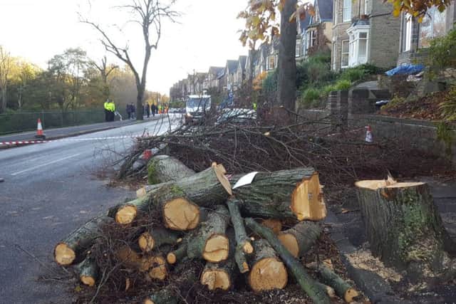Trees trunks and branches lie on the ground in Rustlings Road, Sheffield, where three people protesting against a controversial tree felling programme have been arrested after council contractors started cutting down trees with chainsaws before dawn. PRESS ASSOCIATION Photo. Picture date: Thursday November 17, 2016. See PA story POLICE Trees. Photo credit should read: Dave Higgens/PA Wire