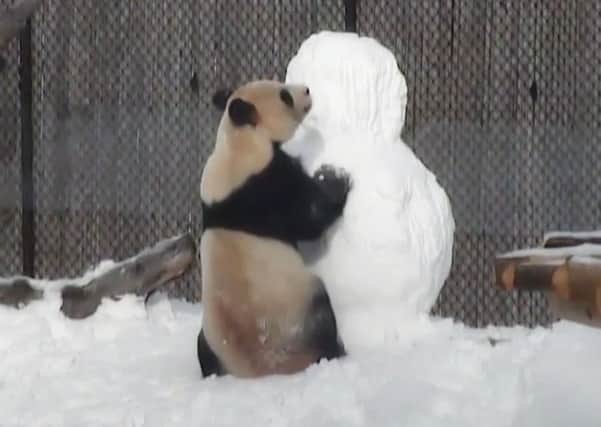 The panda with his snowman