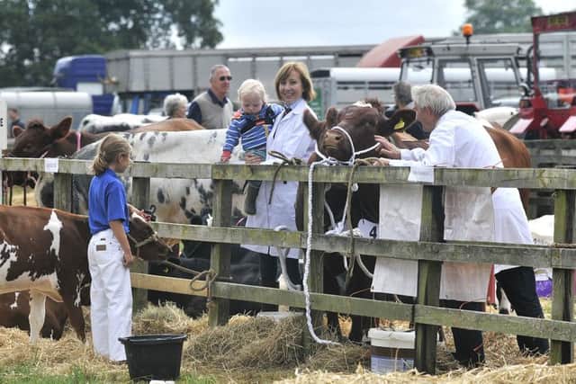 The cattle lines at the 2016 Ryedale Show.  Picture: Richard Ponter