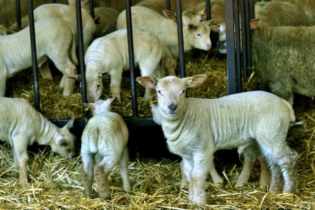 Some of the newborn Charollais lambs at the Marwood Farm at Foulrice near Whenby.
