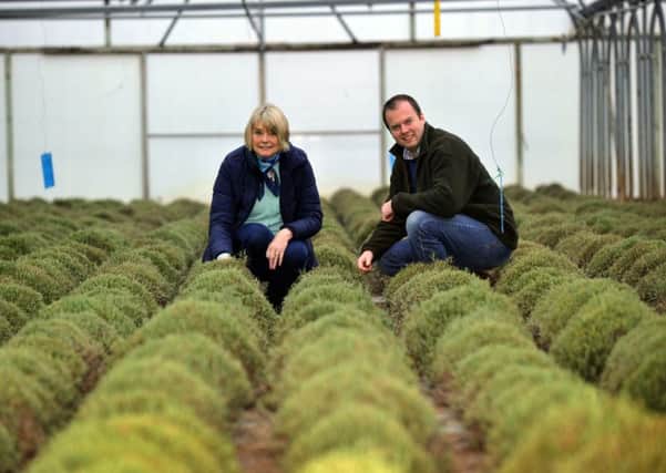 Alison Dodd and her son Philip Dodd of Herbs Unlimited, Sandhutton near Thirsk, amongst their growing lines of rosemary.
