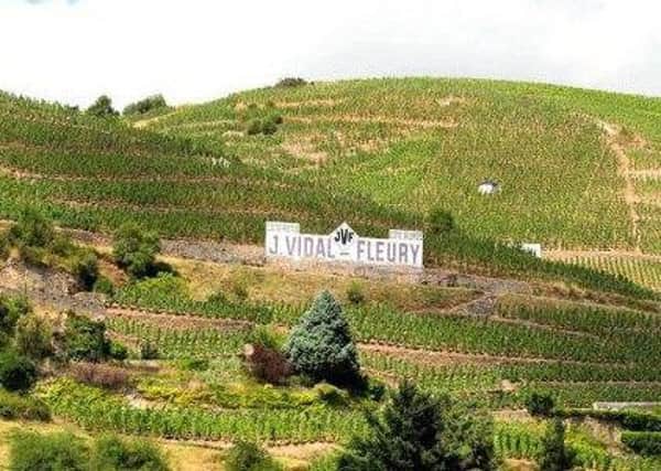 The vineyards of Vidal Fleury.