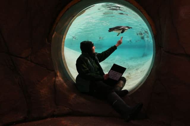 A zookeeper counts Humboldt penguins during the annual stocktake at ZSL London Zoo in central London. Picture: Jonathan Brady/PA Wire.