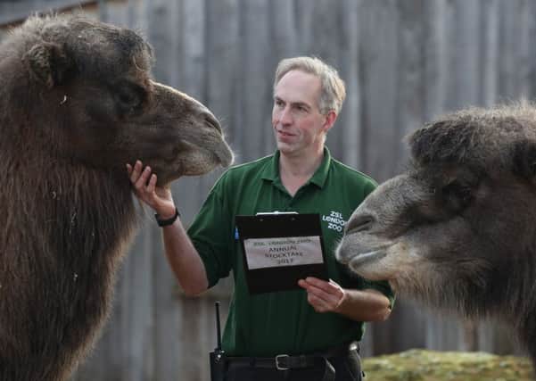 A zookeeper counts camels during the annual stocktake at ZSL London Zoo in central London. Picture: Jonathan Brady/PA Wire.