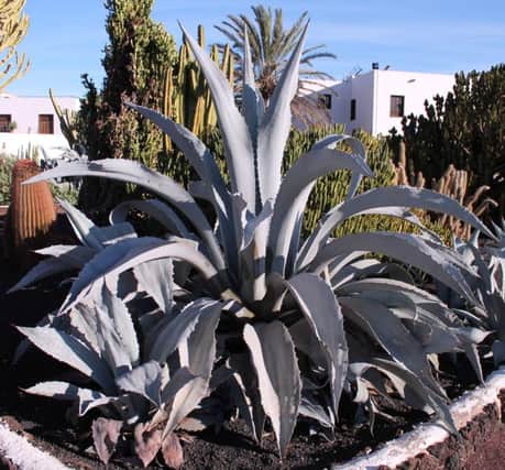 HARD CORE: Agave Americana can be surprisingly tough when the temperature tumbles.