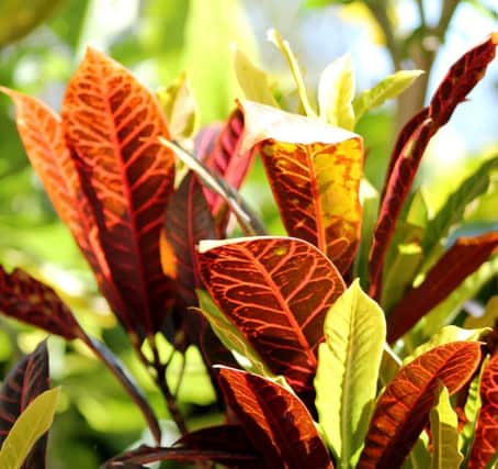 COLOUR COORDINATED: Crotons come in a multitude of contrasting hues.