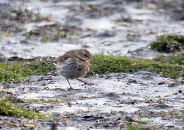 Water pipits could mistake the gushing jets on sewage filter beds for mountain streams.   Picture: Graham Leach