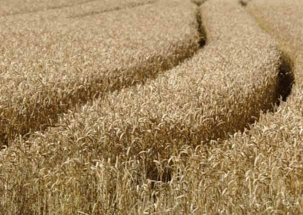 More than 90 per cent of growers did not earn a profit from their 2015 winter wheat crop.