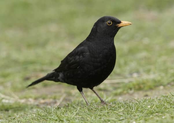 Artificial light interferes with the body-clocks of urban blackbirds, reports Roger Ratcliffe.  Picture: RSPB.
