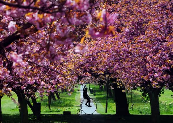 PICTURE PERFECT: In one of the images that earned Simon Hulme a nomination, Graham Reed from Pudsey rides his 1866 Penny Farthing through the Cherry Blossom, on the Stray, Harrogate.16th May 2016..Picture by Simon Hulme