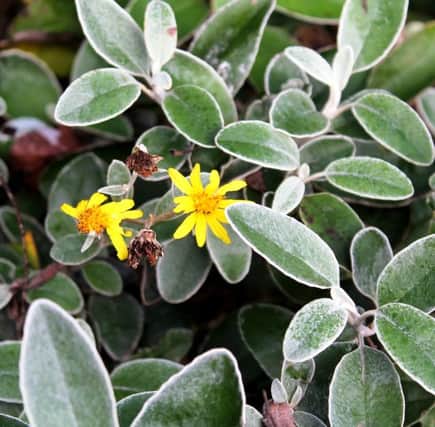 WINTER WONDER: Senecio is proving to be more than just a star of summer.