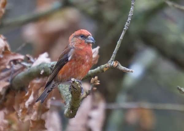 Resident crossbills seem to have taken advantage of a plentiful food supply this year.   Picture: Vince Cowell