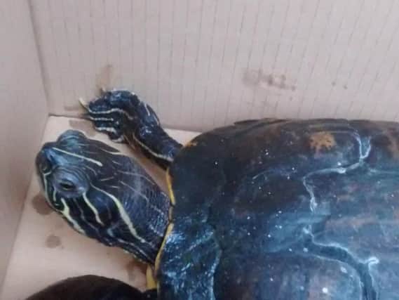 One of the rescued turtles recovering from its ordeal