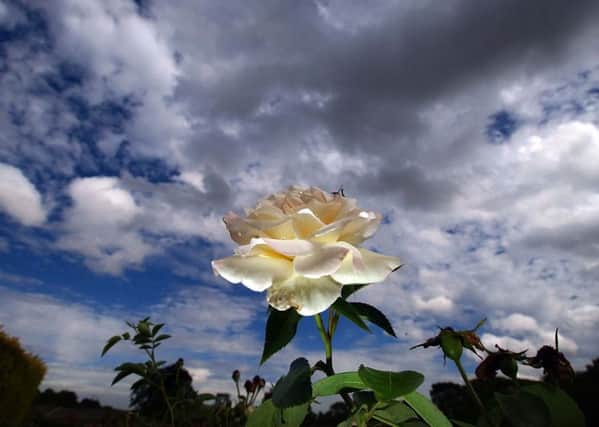 A single white rose is pictured at Temple Newsam Rose garden.