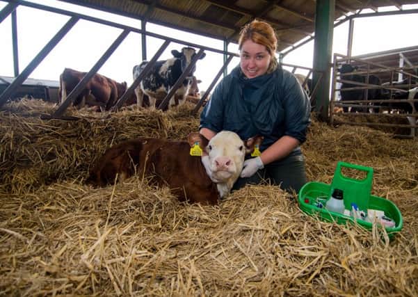 Ashley Marshall examines a young limousin calf.   Picture: James Hardisty