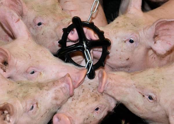 Pigs enjoy the Porkichew. Pictures: Tony Johnson
