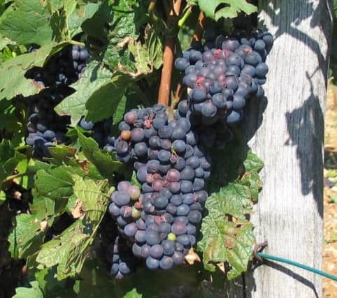 Pinot Noir - the king of grapes in Burgundy.