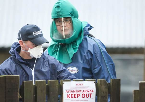 A suspected case of bird flu has been identified in Lincolnshire. (Library picture)