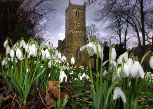 Snowdrops are starting to be seen across the region. Picture: Chris Lawton.