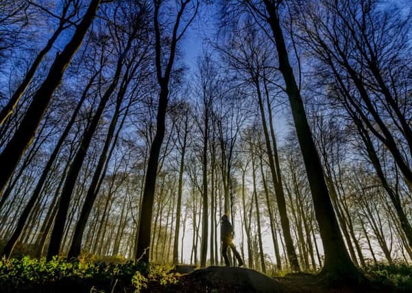 james Hardisty's image of Stutton woods near Tadcaster.