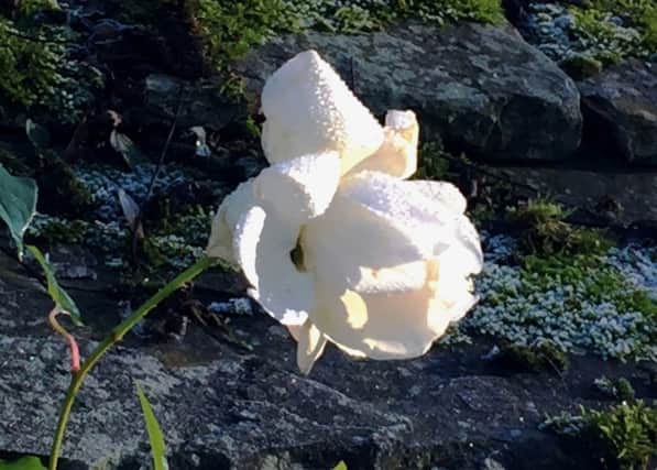 BLOOMING MARVELLOUS: Many roses can produce flowers even in the middle of winter.