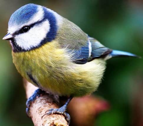 FEELING BLUE: The cheeky blue tit is under pressure.