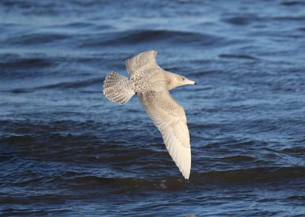 Glaucous gulls have been sighted at Scarborough and in other coastal locations after recent storms.  Picture: Dave Mansell